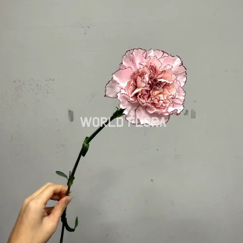 카네이션 마리포사