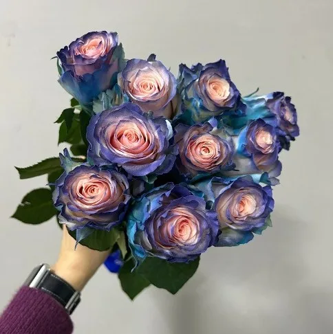 장미 염색 보레알