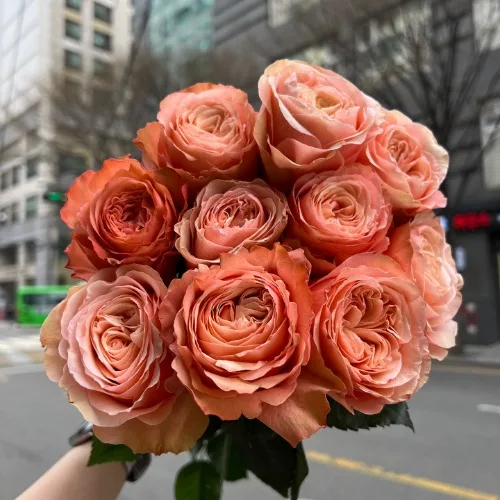장미 카하라
