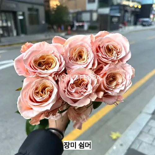 장미 쉬머