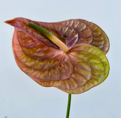 안스리움 코냑 13cm (1대)
