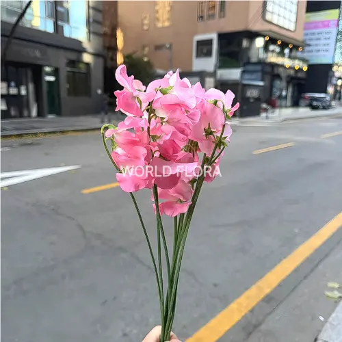 스위트피 모모이로