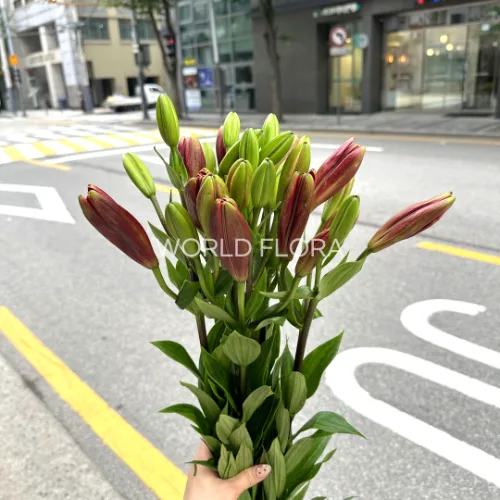 백합 라 스포티파이 핑크 (10대)