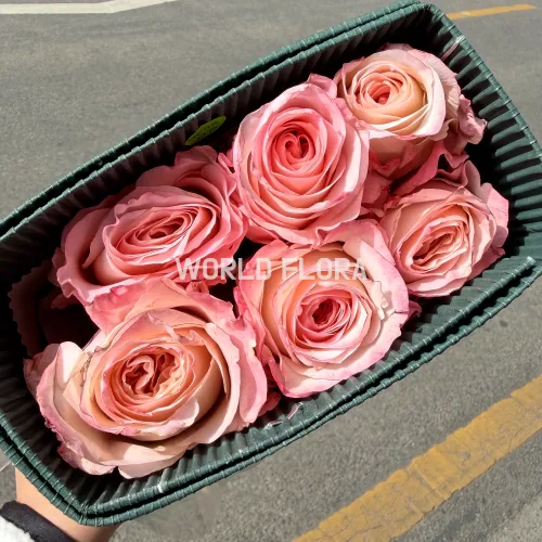 장미 메이라브라이덜핑크