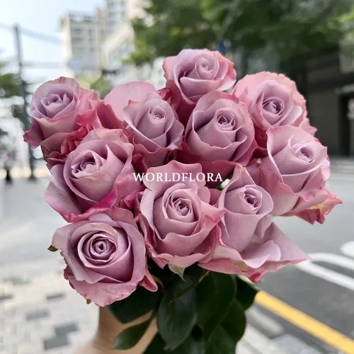 장미 스타플래티넘