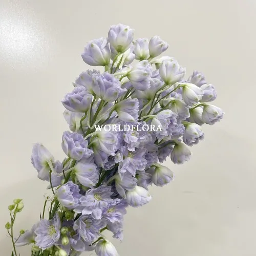 델피니움 엘라툼 매직 파운틴 라벤더 100cm (10대)