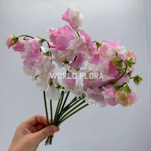 스위트피 코이시키부