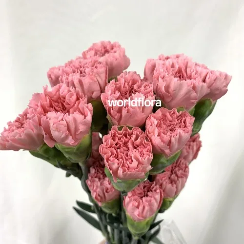 카네이션 카오리