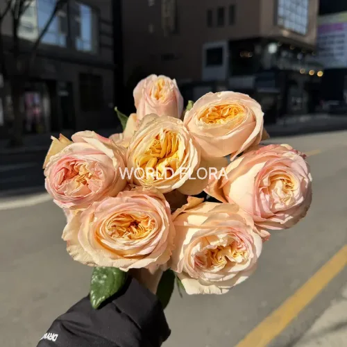 장미 크림익스프레션