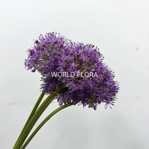 알리움 마이애미 5cm (10대)