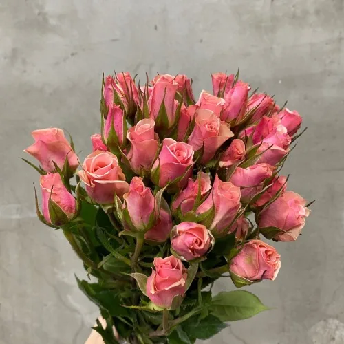 장미SP 일세