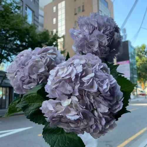 수국 연보라