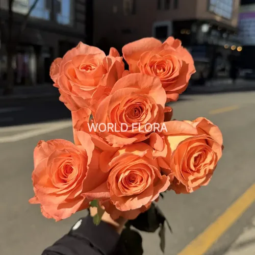 장미 코랄리프