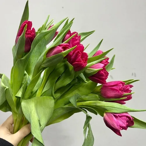 튤립 더블 코냑 (10대)