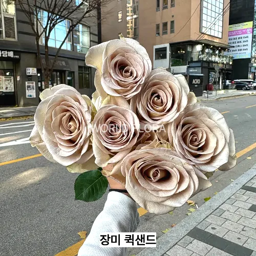 장미 퀵샌드