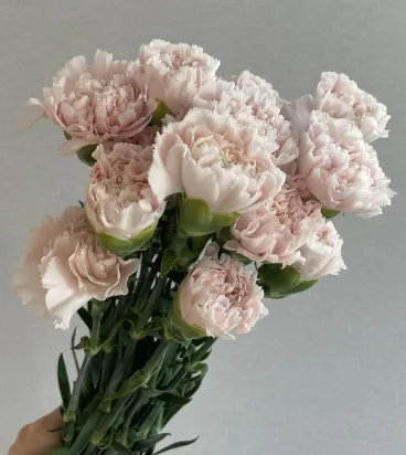카네이션 카리스마