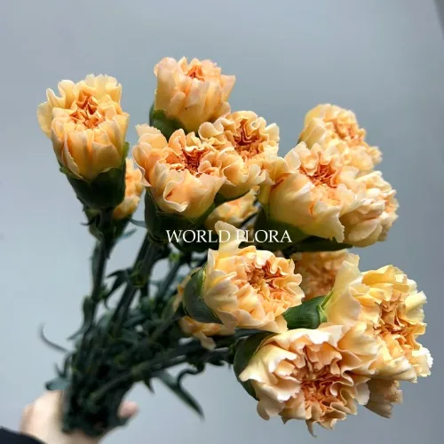 카네이션 크리미아