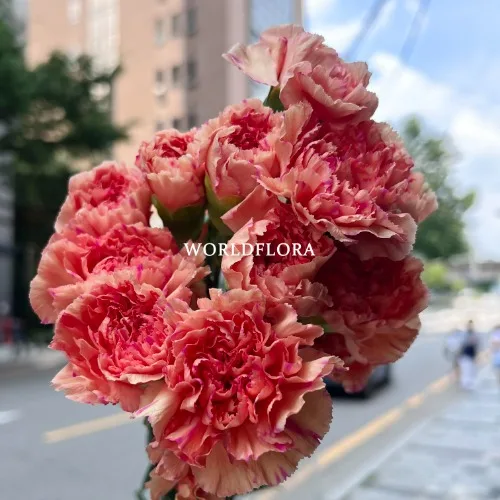카네이션 라이온킹