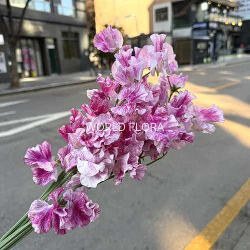 스위트피 코이카스미