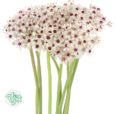 알리움 실버스프링 5cm (10대)
