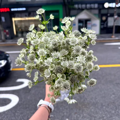 아스트란시아 밀리언스타 (10대)