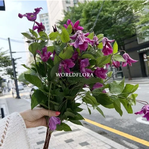 클레마티스 어메이징 키이우 (10대)