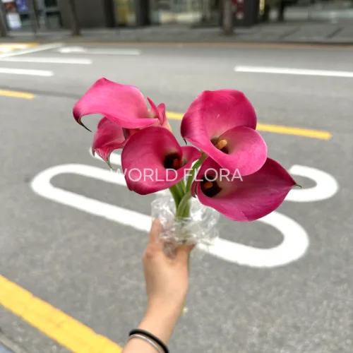카라 자주 (10대)