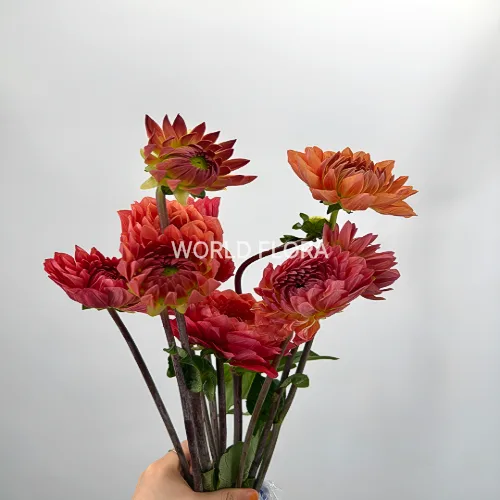 다알리아 오렌지스톤(오렌지)
