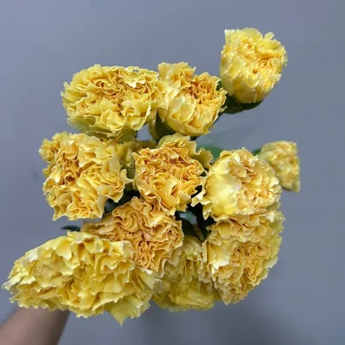 카네이션 골든게이트