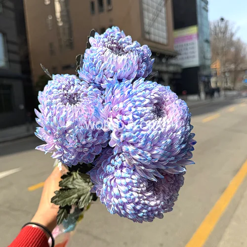 피오니퐁퐁 오로라