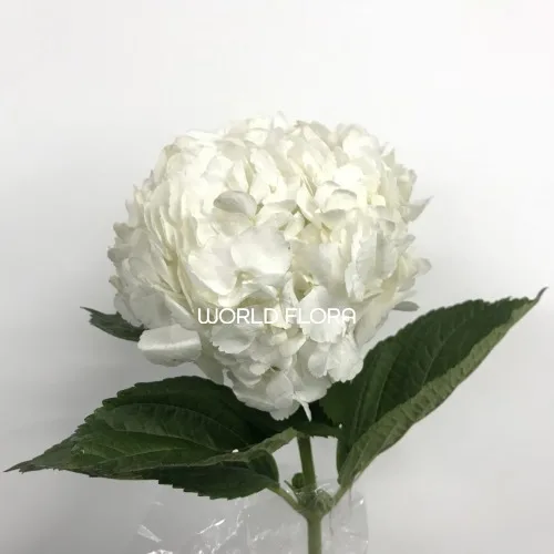 수국 화이트