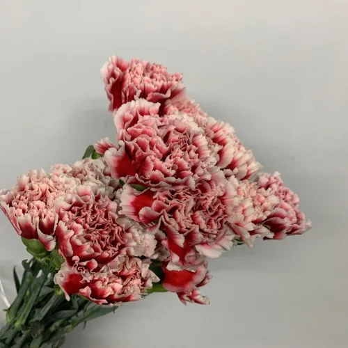 카네이션 체리오