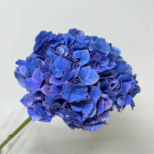 수국 쇼킹블루