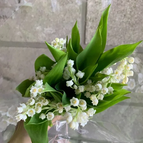은방울꽃 콘발라리아 (10대)