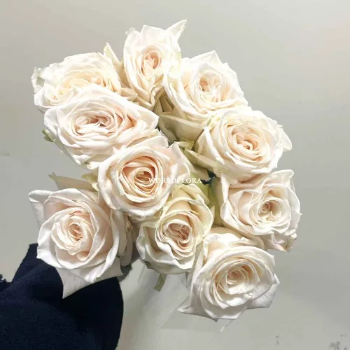 장미 소울