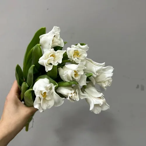 튤립 별화이트 (10대)