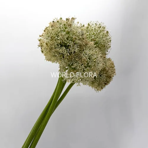 알리움 화이트자이언트 5cm (10대)