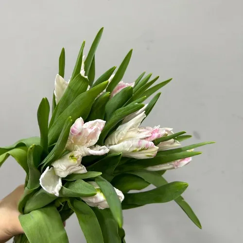 튤립 패럿 카반나 (10대)