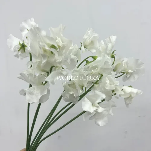 스위트피 릴리