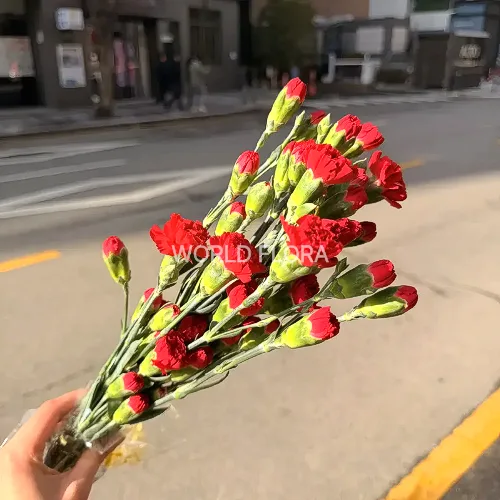 카네이션SP 아라곤