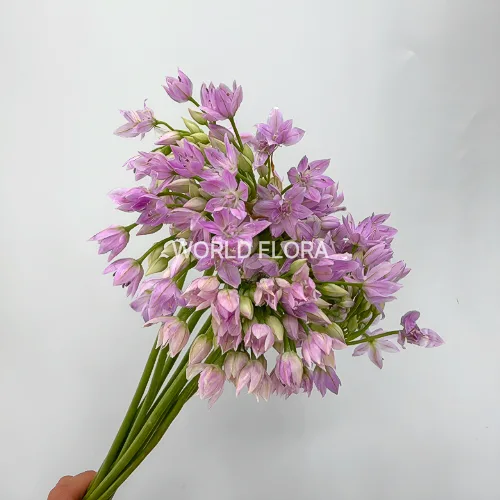 넥타로스코르둠 로지벨스 (10대)