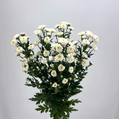 소국 칼리메로 스노우
