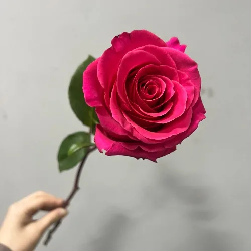 장미 핑크플로이드