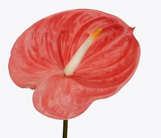 안스리움 파라오 13cm (1대)