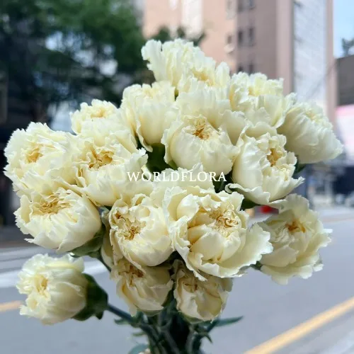 카네이션 로다스