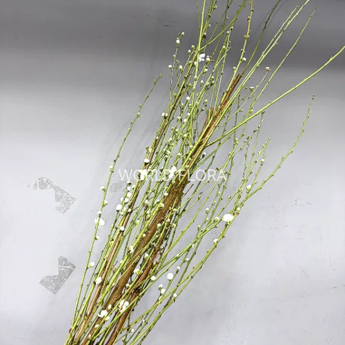 백도화