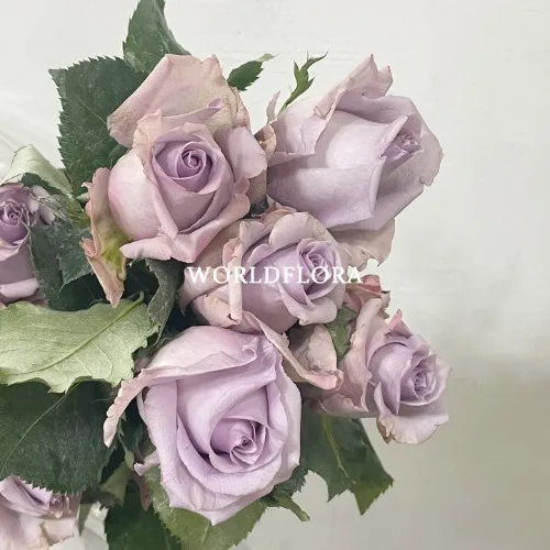 장미 오션송