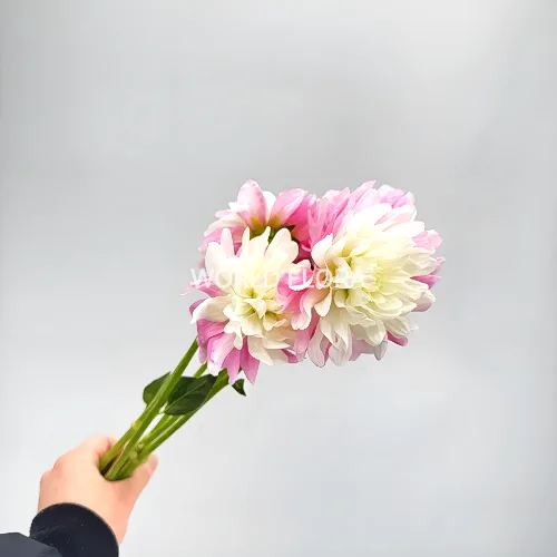 다알리아 캘가이 앤