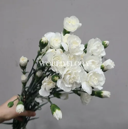 카네이션SP 팔로마