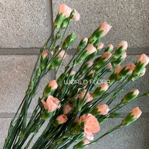 카네이션SP 하마다